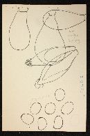 Psathyrella naucoria image