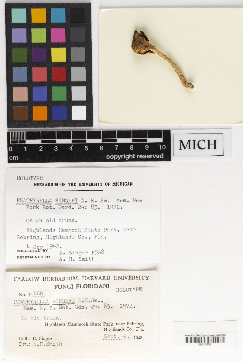 Psathyrella singeri image