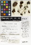Media resource of Psathyrella subpurpurea