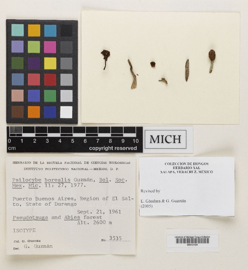 Psilocybe borealis image