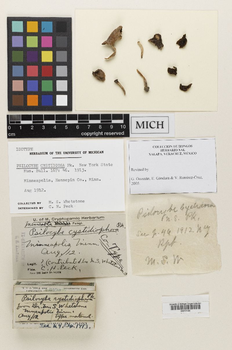 Psilocybe cystidiosa image