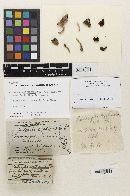 Media resource of Psilocybe cystidiosa