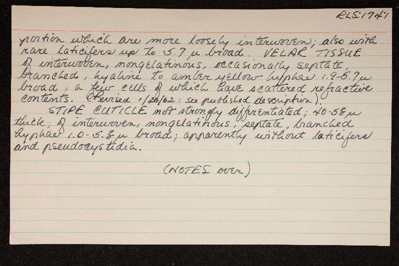 Russula decora image