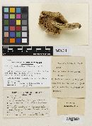 Thumbnail image of current specimen