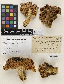 Media resource of Russula persobria