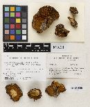 Suillus glandulosipes image