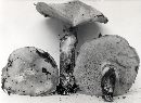 Suillus proximus image