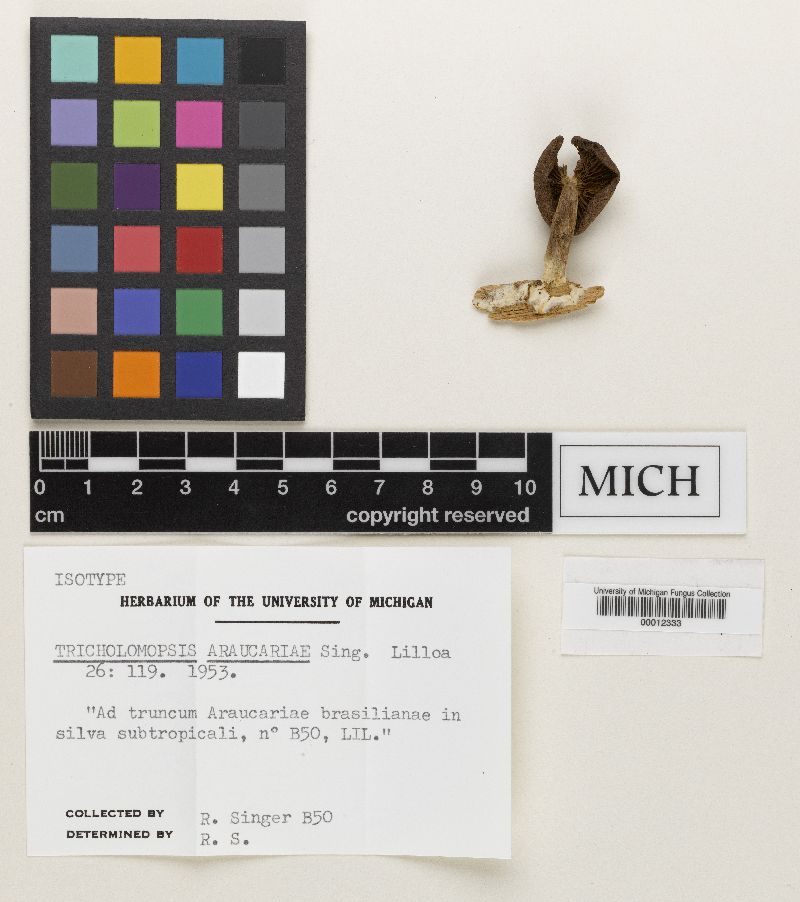 Tricholomopsis araucariae image