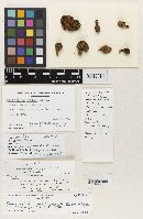 Media resource of Brauniellula crassitunicata