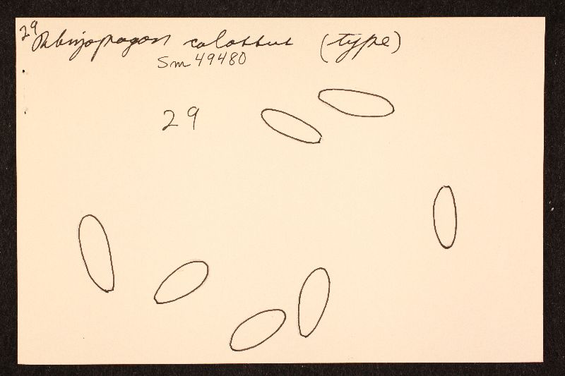 Rhizopogon colossus image