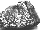 Calvatia booniana image