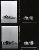 Geastrum fimbriatum image