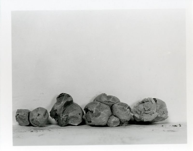 Vascellum texense image