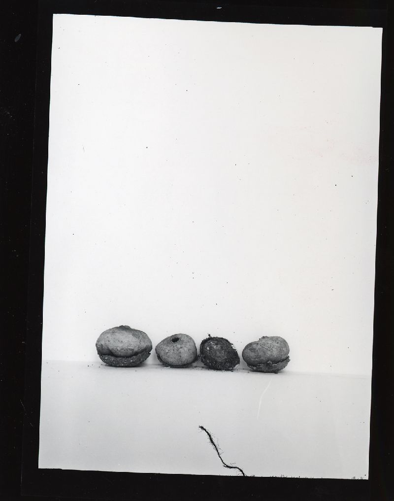 Disciseda bovista image