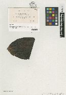 Aithaloderma longisetum image