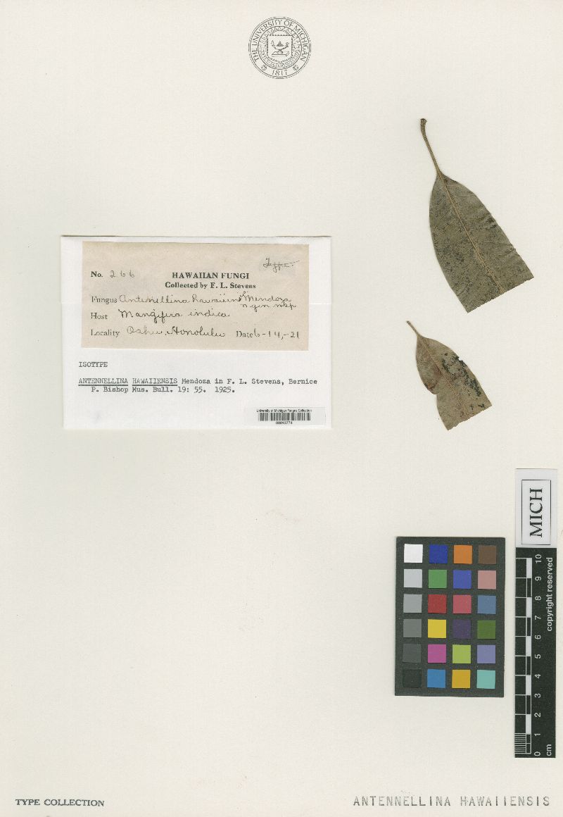 Antennellina hawaiiensis image