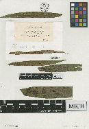 Lembosia poasensis image