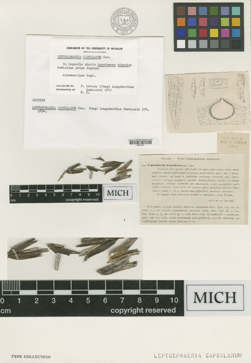 Leptosphaeria capsularum image