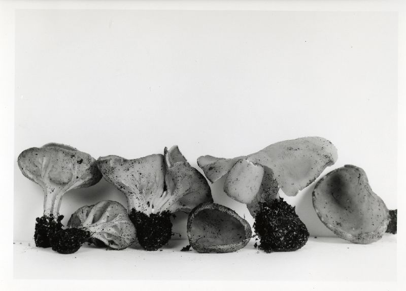 Helvella griseoalba image