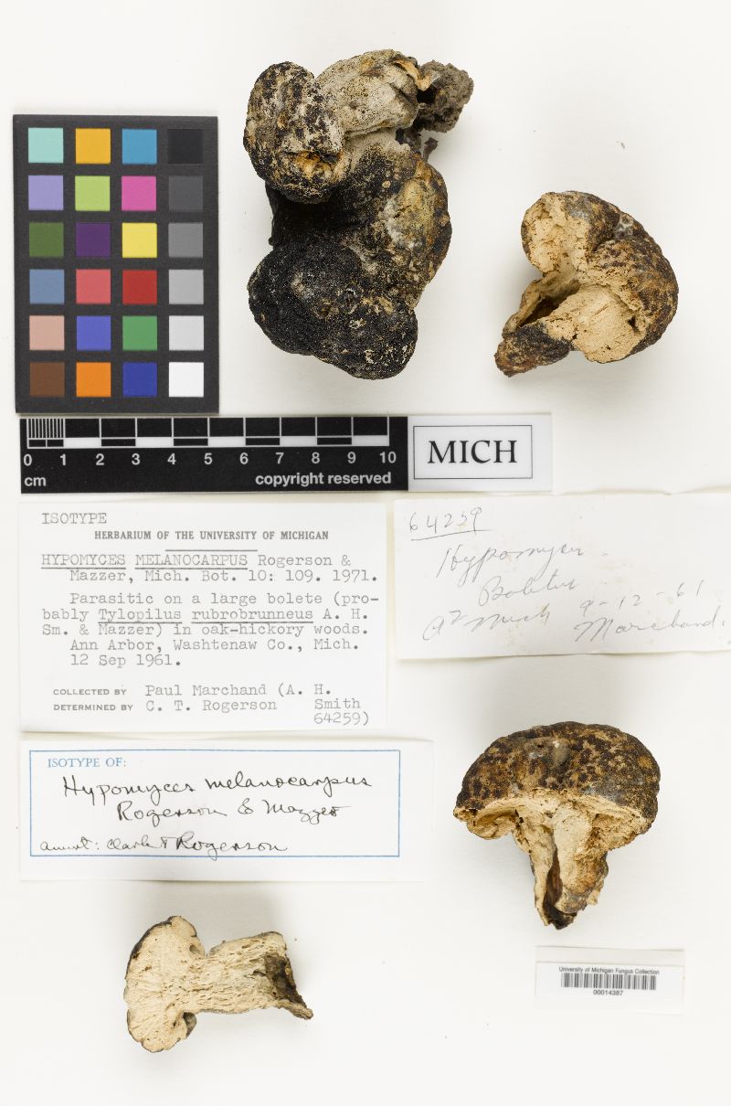 Hypomyces melanocarpus image