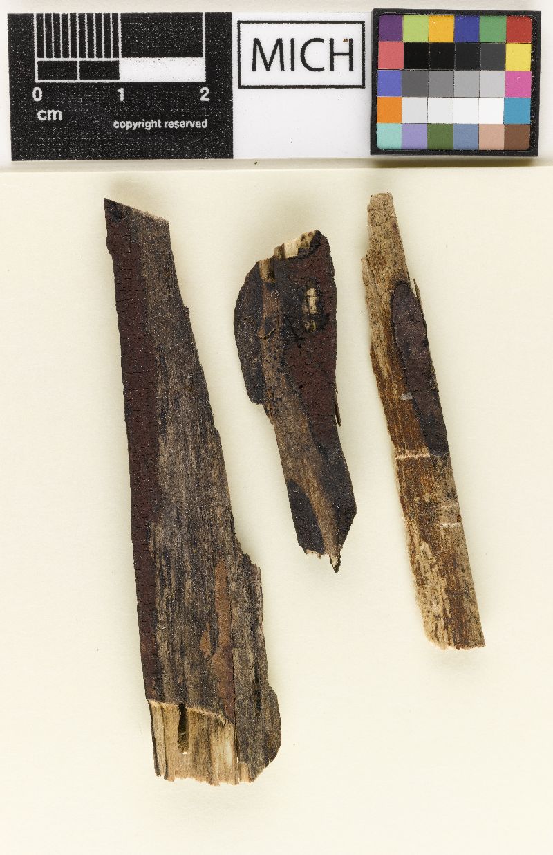 Hypoxylon oregonense image