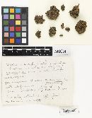 Humaria stellata image