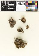 Humaria stellata image