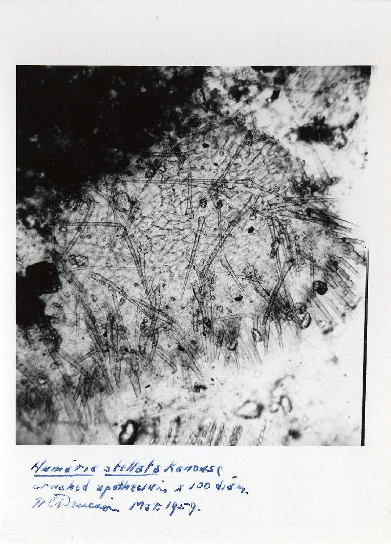 Humaria stellata image