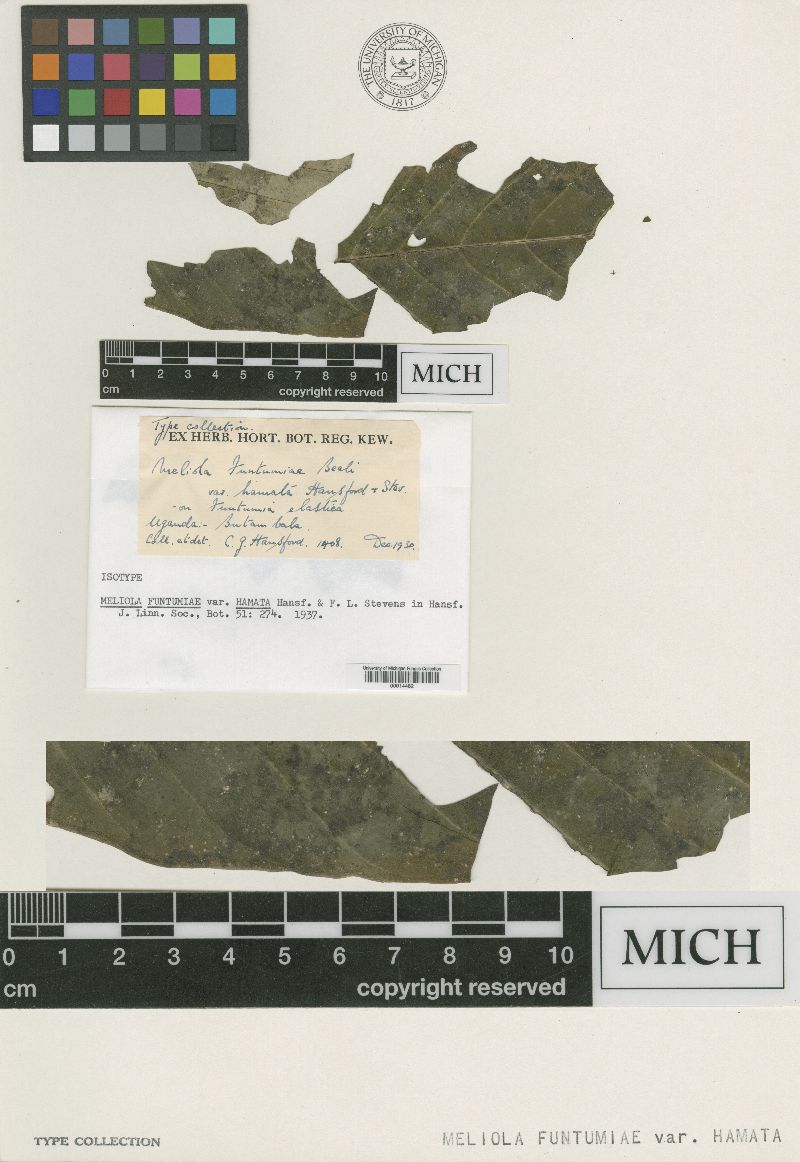 Meliola funtumiae image