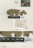 Meliola nepheliicola image