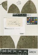 Ophiodothella galophila image