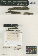 Media resource of Pseudographis tetraspora