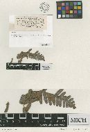 Thumbnail image of current specimen