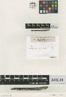 Sphaeria rhuina image