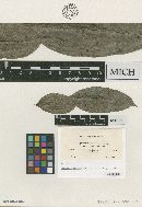 Media resource of Sphaerulina concinna