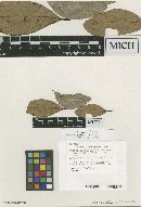 Aschersonia aurantiaca image