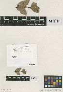 Aschersonia marginata image