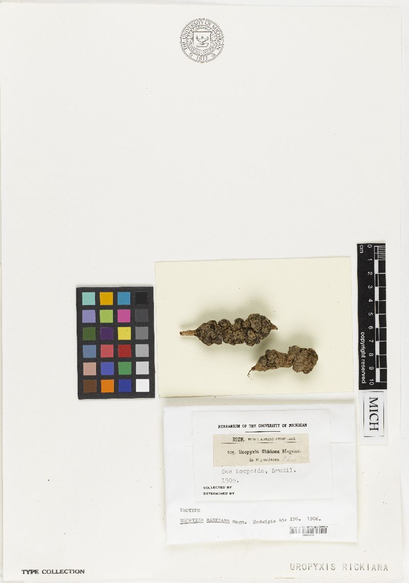 Uropyxis rickiana image