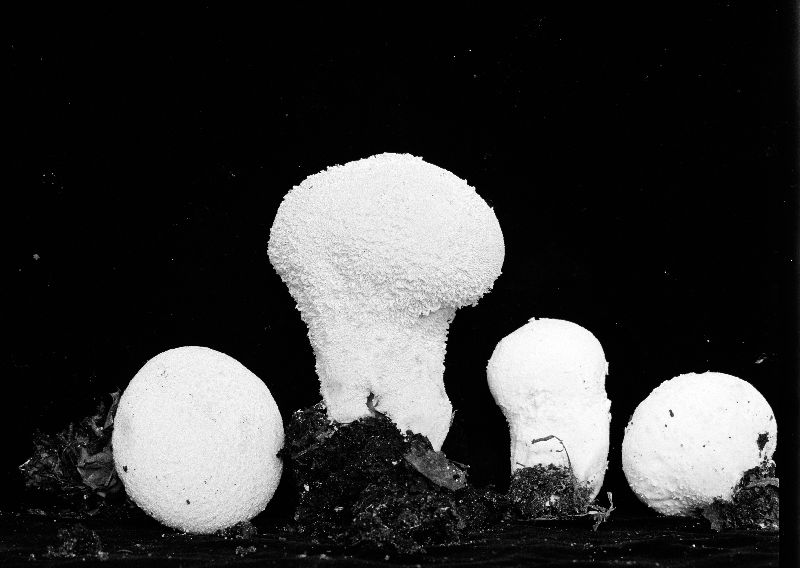 Lycoperdon umbrinum var. floccosum image