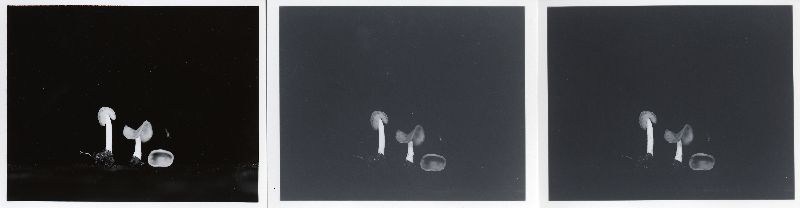 Helvella albella image