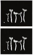 Helvella elastica image