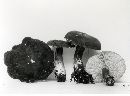 Lactarius fuliginellus image