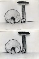 Lactarius fuliginellus image