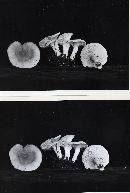 Thumbnail image of current specimen