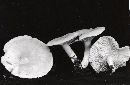 Thumbnail image of current specimen