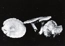 Thumbnail image of current specimen