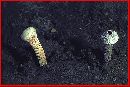Chlamydopus meyenianus image