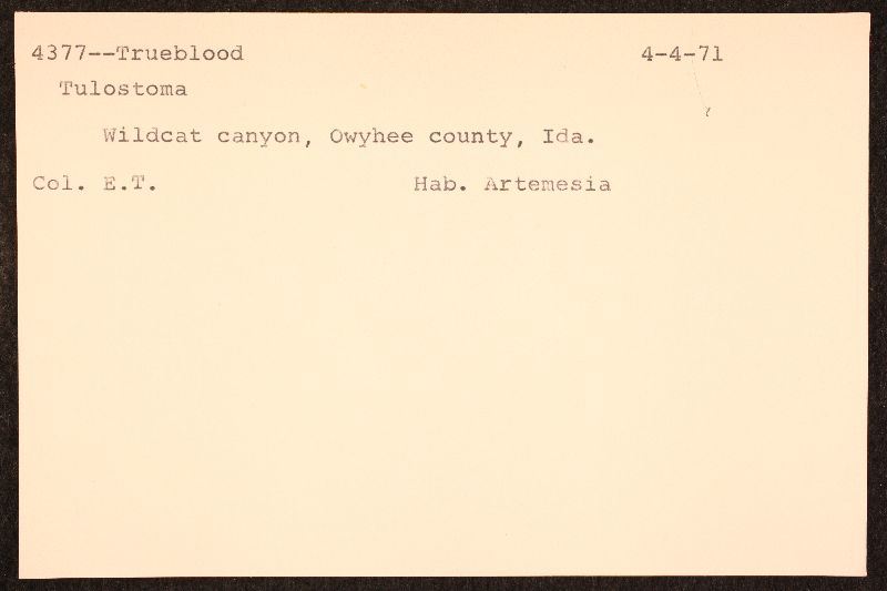 Tulostoma occidentale image