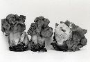 Gyromitra korfii image