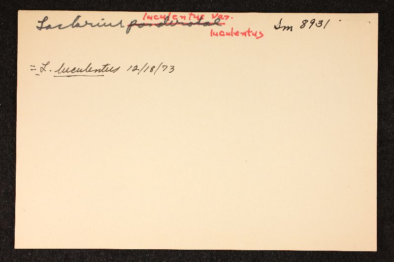 Lactarius luculentus image